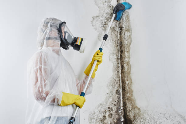 Best Local Mold Removal Service  in Curtisville, PA