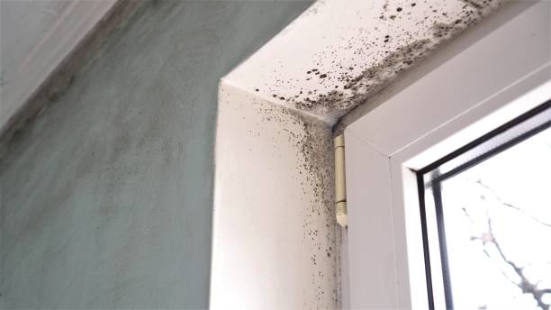 Best Office Mold Removal Services  in Curtisville, PA