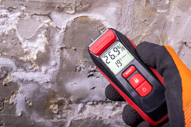Best Black Mold Removal  in Curtisville, PA