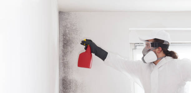 Best Professional Mold Removal  in Curtisville, PA