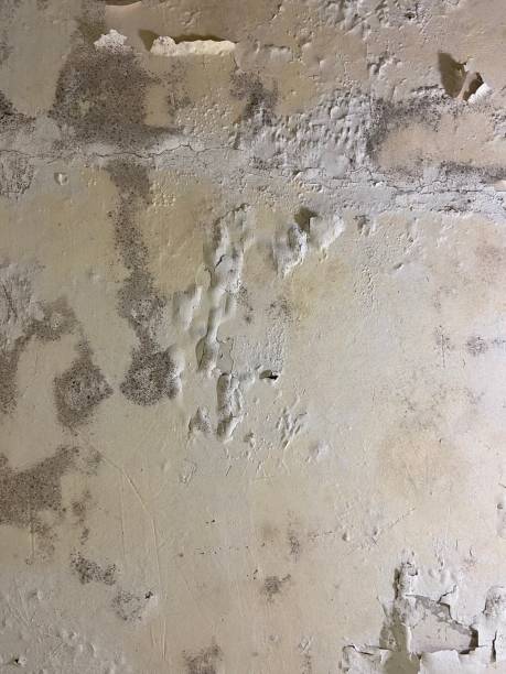 Best Mold Cleaning Services  in Curtisville, PA