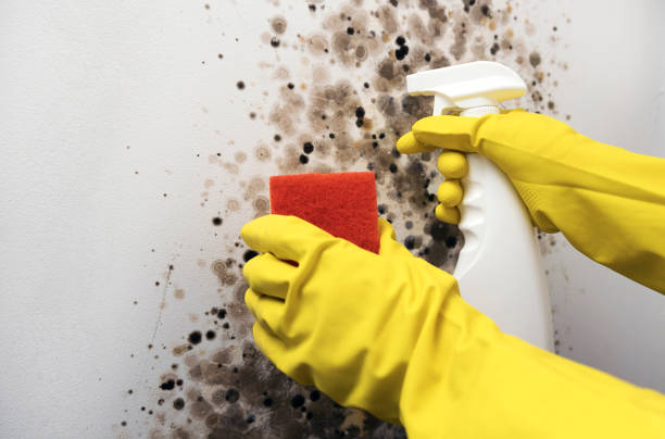 Best Emergency Mold Removal  in Curtisville, PA