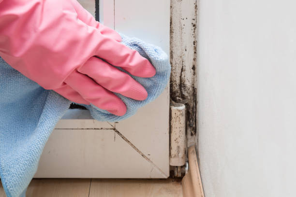 Reliable Curtisville, PA Mold Removal Solutions